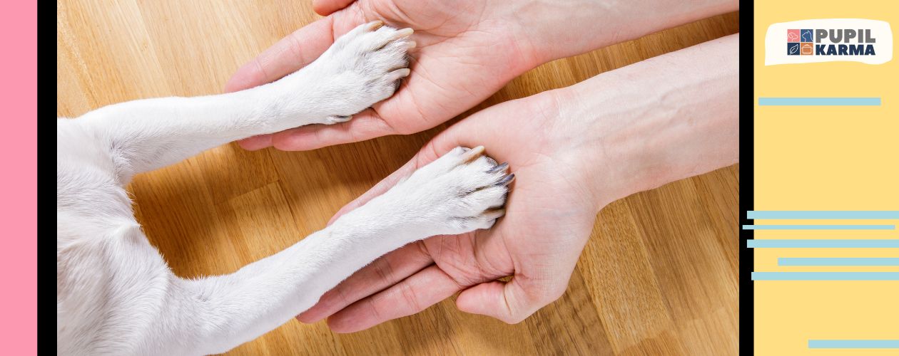 Zdjęcie psich łapek opartych o ludzkie dłonie. Kolorowe pasy z obu boków zdjęcia i logo pupilkarma.